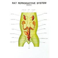 Buy Zoology Series IV – Rat Dissection Model for Biology Labs & Classrooms