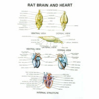 Buy Zoology Series IV – Rat Dissection Model for Biology Labs & Classrooms