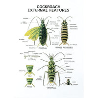 Buy Zoology Series V Models – Educational Animal Models for Lab and Classroom Use