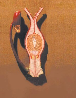 FERTILISATION OF ANGIOSPERMS