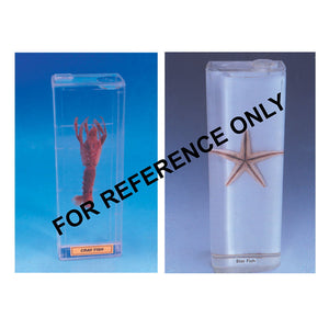 Xerophyte & Parasite Plant