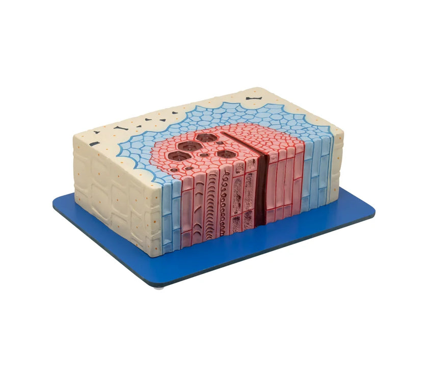PLANT TISSUE CAMBIUM MODEL